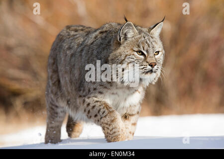 Bobcat (Felis Rufus) zu Fuß durch den Schnee auf der Suche nach Nahrung Stockfoto