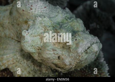 Devil scorpionfish ruht auf einem Coral Stockfoto