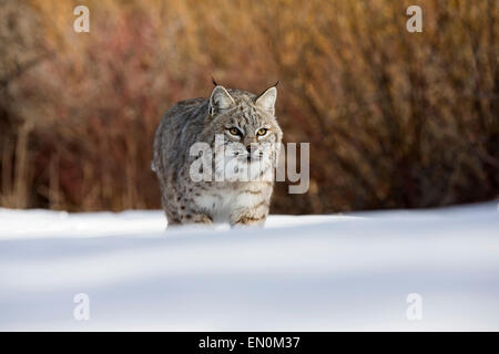 Bobcat (Felis Rufus) zu Fuß durch den Schnee auf der Suche nach Nahrung Stockfoto