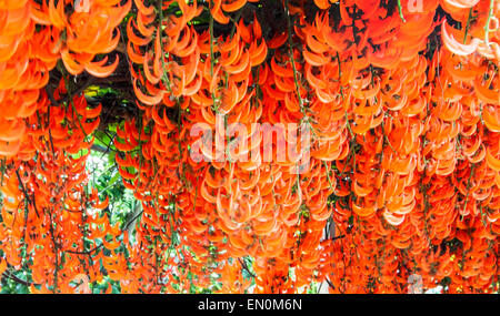 Mucuna Bennettii orange Ivy Blume Nahaufnahme Stockfoto