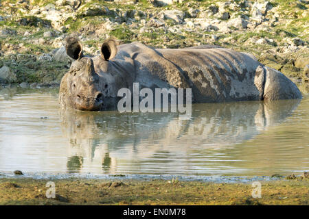 Vom Aussterben bedrohte einen gehörnten Nashorn oder Rhinoceros Unicornis im Kaziranga Nationalpark, Assam in einem Gewässer. Stockfoto