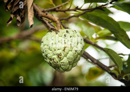 Annona Squamosa oder Custard Apple Hoteltransfer hautnah Stockfoto