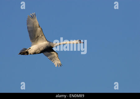 Höckerschwan auf der Flucht vor einem blauen Himmel, Galway, Irland (Eire). Stockfoto