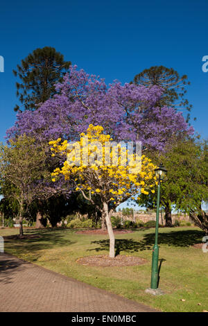 Jacaranda-Baum in voller Blüte, Jacaranda SP., Brisbane, Australien Stockfoto