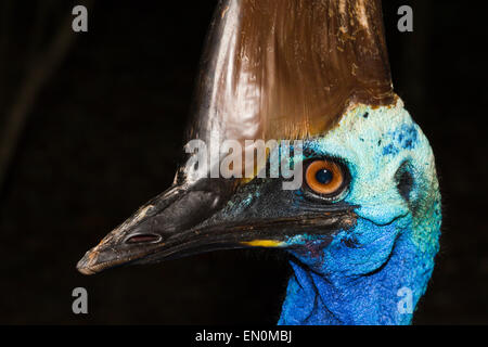 Südlichen Kasuar, Casuarius Casuarius, Queensland, Australien Stockfoto