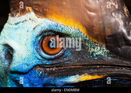 Südlichen Kasuar, Casuarius Casuarius, Queensland, Australien Stockfoto