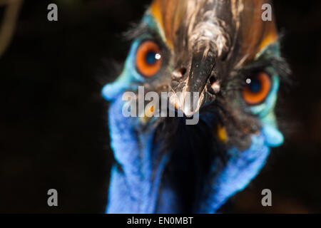 Südlichen Kasuar, Casuarius Casuarius, Queensland, Australien Stockfoto