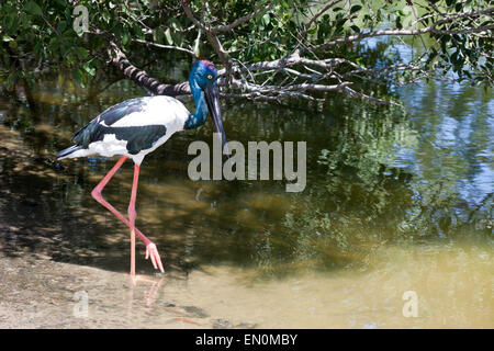 Schwarz-necked Storch, Nahrung Asiaticus, Queensland, Australien Stockfoto
