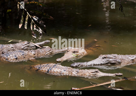 Süßwasser-Krokodil, Crocodylus Johnstoni, Queensland, Australien Stockfoto