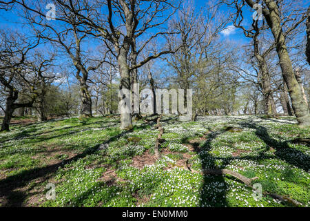Buschwindröschen Blüte im frühen Frühling in Schweden Stockfoto