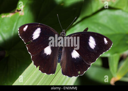 Männliche gemeinsame Eggfly Schmetterling, Hypolimnas Bolina, Queensland, Australien Stockfoto