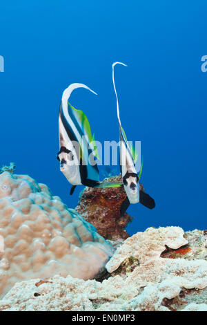 Paar von Longfin Bannerfish, Heniochus Acuminatus, Great Barrier Reef, Australien Stockfoto