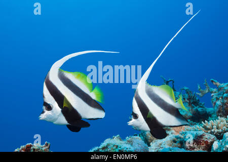 Paar von Longfin Bannerfish, Heniochus Acuminatus, Great Barrier Reef, Australien Stockfoto