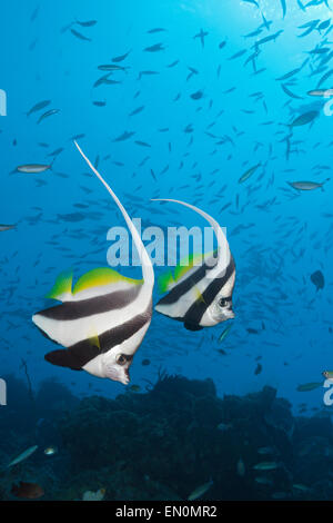 Paar von Longfin Bannerfish, Heniochus Acuminatus, Great Barrier Reef, Australien Stockfoto