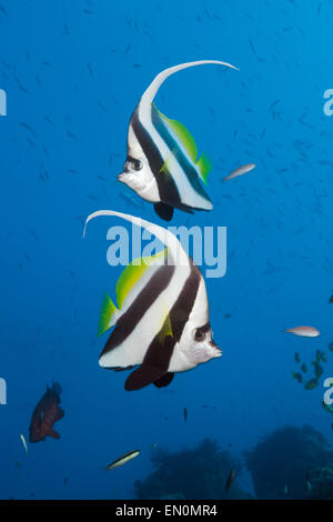 Paar von Longfin Bannerfish, Heniochus Acuminatus, Great Barrier Reef, Australien Stockfoto