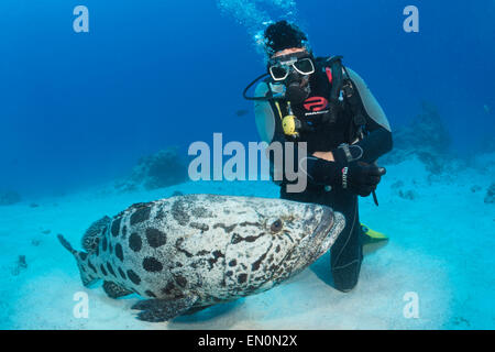 Kartoffel Cod Fütterung, Epinephelus Tukula, Cod Hole, Great Barrier Reef, Australien Stockfoto