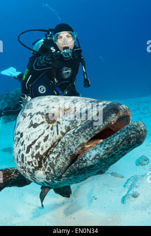 Taucher und Kartoffel-Kabeljau, Epinephelus Tukula, Cod Hole, Great Barrier Reef, Australien Stockfoto