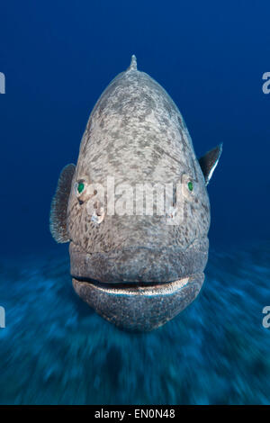 Kartoffel-Kabeljau, Epinephelus Tukula, Osprey Reef, Coral Sea, Australien Stockfoto