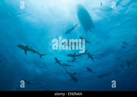 Graue Riffhaie während der Fütterung frenzy, Carcharhinus Amblyrhynchos, Osprey Reef, Coral Sea, Australien Stockfoto