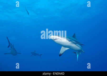 Graue Riffhaie, Carcharhinus Amblyrhynchos, Osprey Reef, Coral Sea, Australien Stockfoto