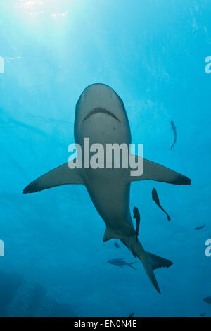 Graue Riffhaie, Carcharhinus Amblyrhynchos, Osprey Reef, Coral Sea, Australien Stockfoto