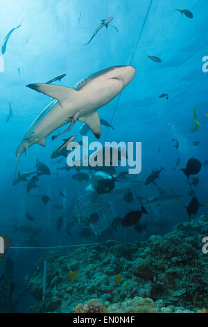 Graue Riffhaie während der Fütterung frenzy, Carcharhinus Amblyrhynchos, Osprey Reef, Coral Sea, Australien Stockfoto