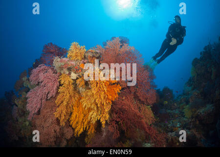 Scuba Diver über Coral Reef, Osprey Reef, Coral Sea, Australien Stockfoto