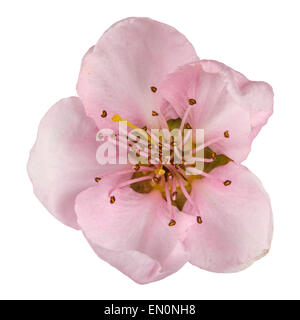 Pfirsichblüte, isoliert auf weißem Hintergrund Stockfoto