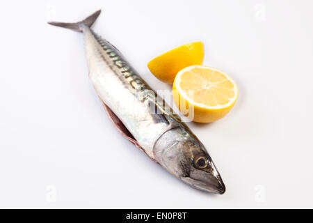 Frische rohe Makrele Fisch oder Stöcker Scrombrus. Isoliert auf weißem Hintergrund Stockfoto