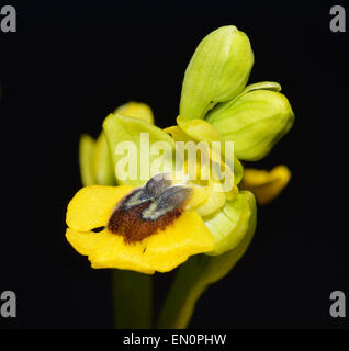 Gelbe Biene Orchidee - Ophrys Lutea vor einem dunklen Hintergrund Stockfoto