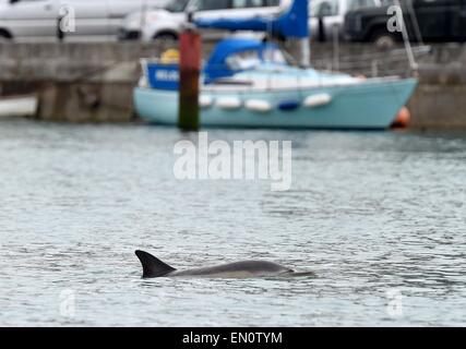 Weymouth, Dorset, UK. 25. April 2015. Zwei Delphine in Weymouth Hafen in Dorset, England. Kredit-25. April 2015: Dorset Media Service/Alamy Live-Nachrichten Stockfoto