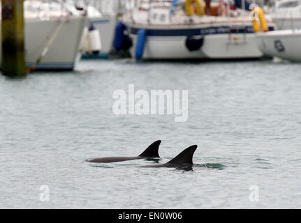 Weymouth, Dorset, UK. 25. April 2015. Zwei Delphine in Weymouth Hafen in Dorset, England. Kredit-25. April 2015: Dorset Media Service/Alamy Live-Nachrichten Stockfoto
