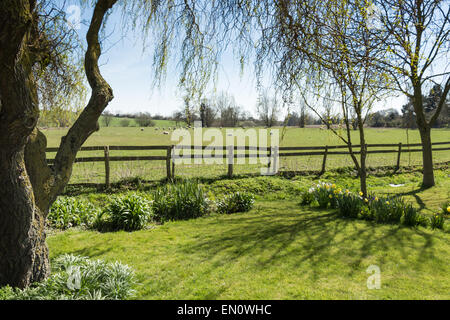 Englische Wiese mit Schafbeweidung Stockfoto