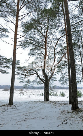 Stadtrand von Kiefernwald mit Blick auf den Schnee bedeckt Feld. Stockfoto