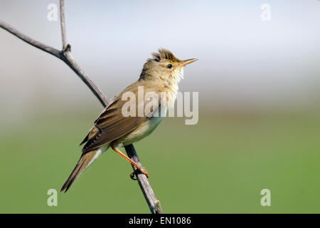 Thront Marsh Warbler vor verschwommenen farbigen Hintergrund Stockfoto