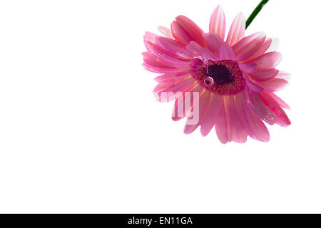 Rosa Gerber Blume mit Wasser Tropfen isoliert auf weiss Stockfoto