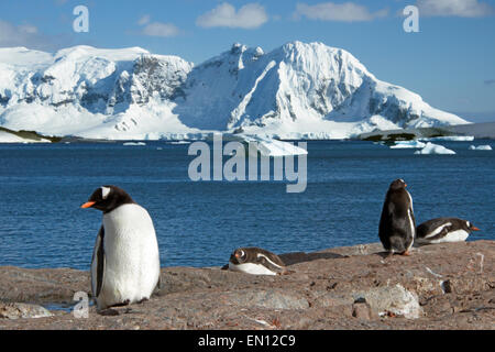 Vier Gentoo Penguins Cuverville Island mit Wissenschaftler Insel im Hintergrund antarktischen Halbinsel Antarktis Stockfoto