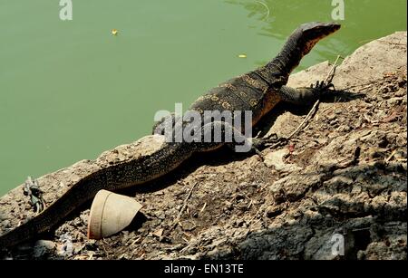 Bangkok, Thailand: Eine große Komodowaran sonnen sich am Rand des Sees im Lumphini-Park Stockfoto