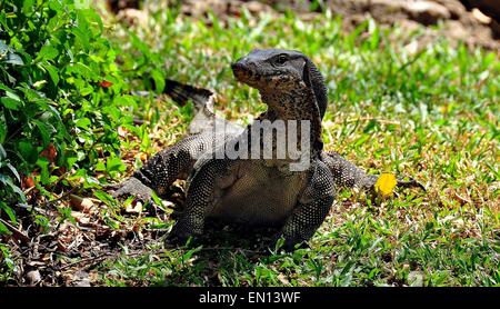 Bangkok, Thailand: Große Komodowaran sonnen sich auf einer Grünfläche im Lumphini-Park * Stockfoto