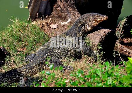 Bangkok, Thailand: Eine große Komodo-Warane sonnen sich auf einem Felsen im Lumphini-Park * Stockfoto