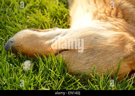 Hund mit orangefarbenen rötlichen Fell schlafen auf der Wiese Stockfoto