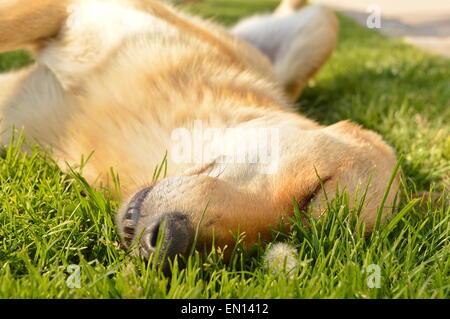 Hund mit orangefarbenen rötlichen Fell in der Wiese liegend Stockfoto