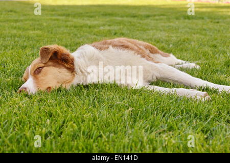 Hund mit orangefarbenen rötlichen Fell in der Wiese liegend Stockfoto