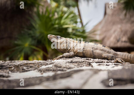 Mexikanische Iguana ruht auf einem Felsen in Playacar, Mexiko Stockfoto