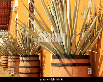 Agave Americana (Tequila Zutat) in festen Holzfässern Stockfoto