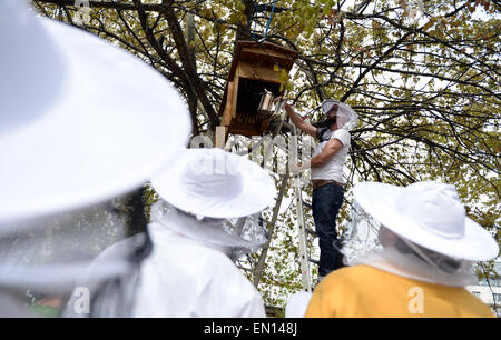 Berlin, Deutschland. 25. April 2015. Imker Rainer erklärt Aspekte seines Berufes für Besucher mit Schutzausrüstung bei Prinzessinengaerten (lit.) Gärten der Prinzessinnen) in Berlin, Deutschland, 25. April 2015. Die Hauptstadt von Deutschland hat rund 4000 Bienenvölkern und 800 bis 1000 Hobby Beekepers. Foto: Britta Pedersen/Dpa/Alamy Live News Stockfoto