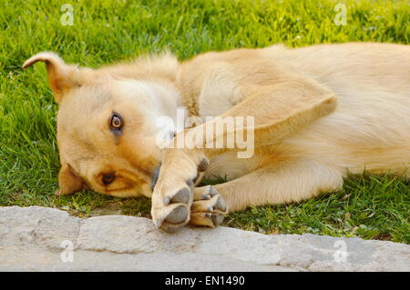 Hund mit orangefarbenen rötlichen Fell in der Wiese liegend Stockfoto