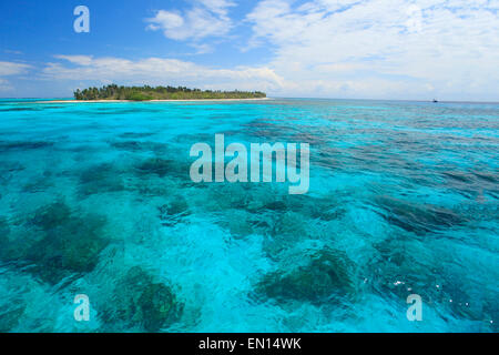 Half Moon Caye eine Insel mit dem Rest des Cordia sebestena Waldes, einer geschützten Korallenlagune, dem Barrier Reef Reserve, dem Lighthouse Reef Atoll, Belize Stockfoto