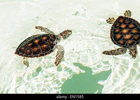 Gefährdete niedlichen Schildkröten schwimmen im kristallklaren Wasser Stockfoto