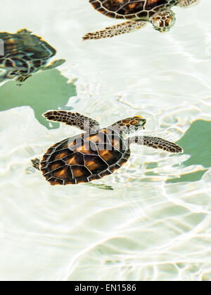 Gefährdete niedlichen Schildkröten schwimmen im kristallklaren Wasser Stockfoto